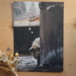 Postkarte Schwein “Undercover Schwaf Lasse”